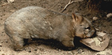 Wombat Picture